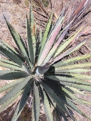 Agave macroacantha