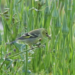 Spinus barbatus