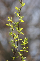 Prunus padus