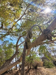 Tillandsia circinnatioides