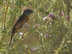 Cyanoloxia glaucocaerulea