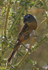 Cyanoloxia glaucocaerulea