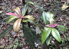 Myrsine lessertiana