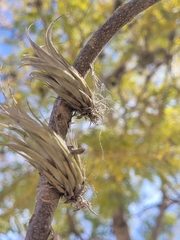 Tillandsia circinnatioides