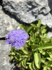 Ageratum maritimum