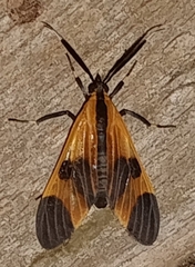Dycladia