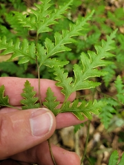 Pteris macilenta