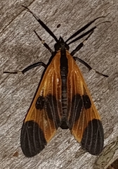Dycladia