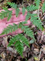 Pteris macilenta