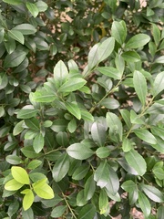 Ilex maximowicziana