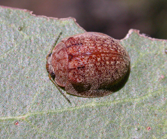 Trachymela laeviventris