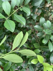 Ilex maximowicziana