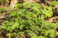 Aegopodium podagraria