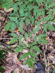 Pteris macilenta