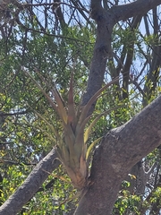 Tillandsia prodigiosa