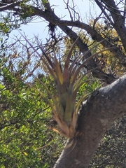 Tillandsia prodigiosa