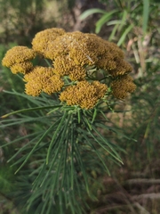 Cassinia leptocephala