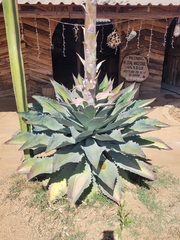 Agave inaequidens