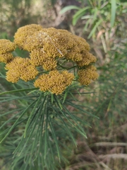 Cassinia leptocephala