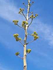 Agave inaequidens