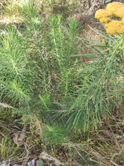Cassinia leptocephala