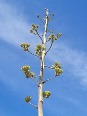 Agave inaequidens