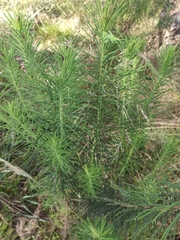 Cassinia leptocephala