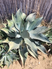 Agave potatorum