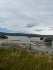 Himantopus novaezelandiae