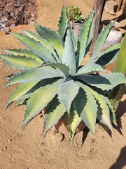 Agave potatorum