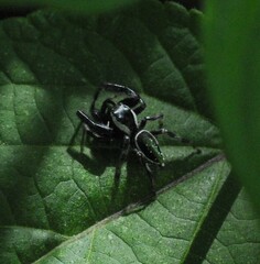 Paraphidippus