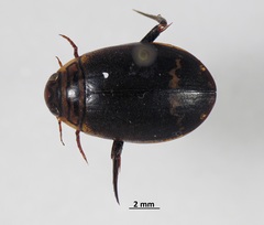 Acilius semisulcatus