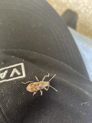 Teratopactus nodicollis