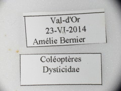 Acilius semisulcatus