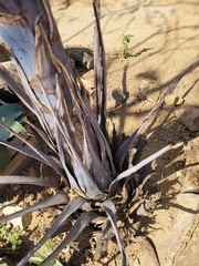 Agave kerchovei