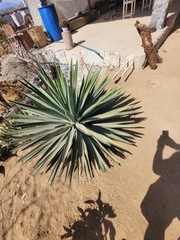 Agave karwinskii