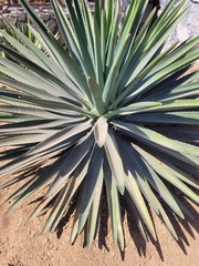 Agave karwinskii