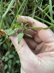 Stellaria cuspidata