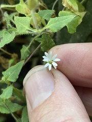 Stellaria cuspidata