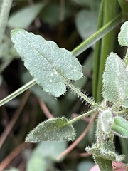 Stellaria cuspidata