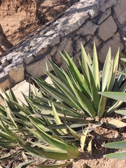 Agave karwinskii