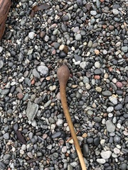 Laminariaceae