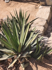 Agave karwinskii