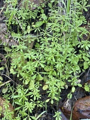 Galium aparine