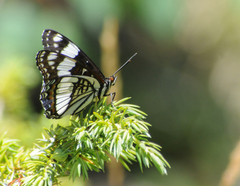 Limenitis weidemeyerii