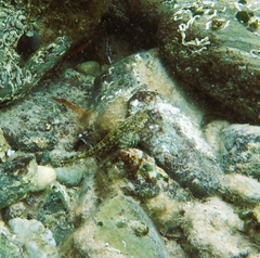 Lepidoblennius marmoratus
