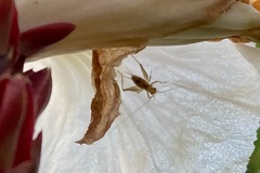 Gryllodes sigillatus