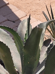 Agave marmorata