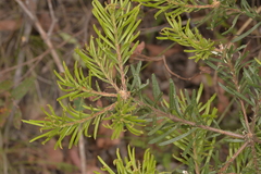 Banksia cunninghamii