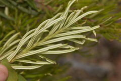 Banksia cunninghamii